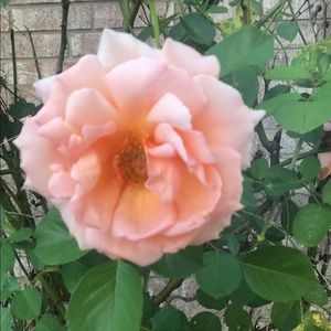 Meet your Posher, Liz